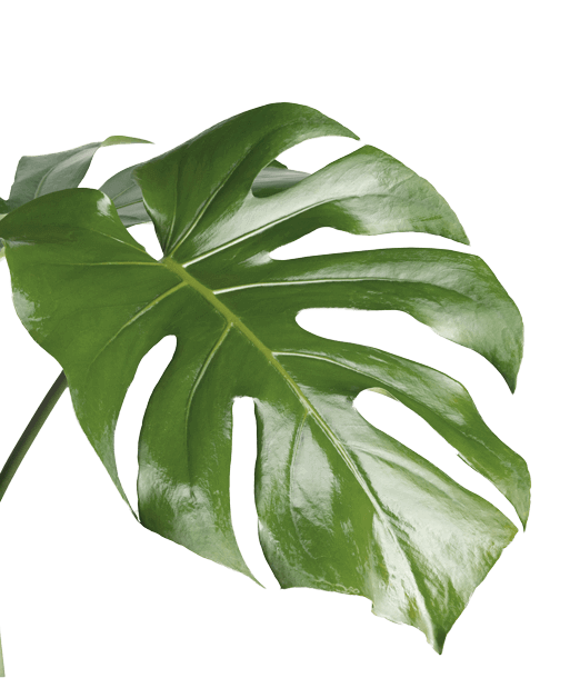 leaf graphic 3